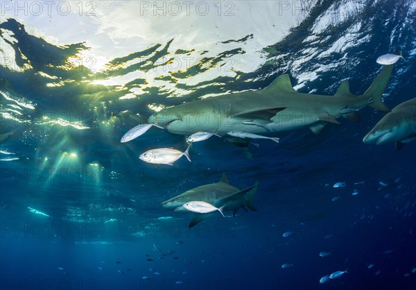 Lemon sharks (Negaprion brevirostris)