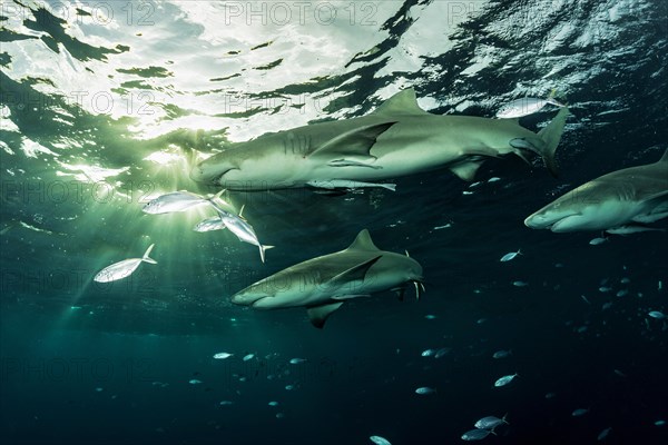 Lemon sharks (Negaprion brevirostris)