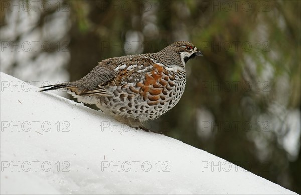 Hazel Grouse (Bonasa bonasia)