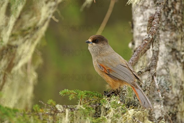 Siberian Jay (Perisoreus infaustus)