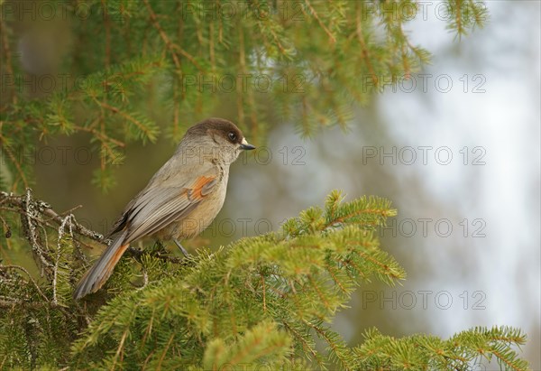 Siberian Jay (Perisoreus infaustus)