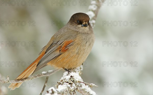 Siberian Jay (Perisoreus infaustus)