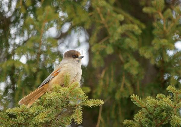 Siberian Jay (Perisoreus infaustus)