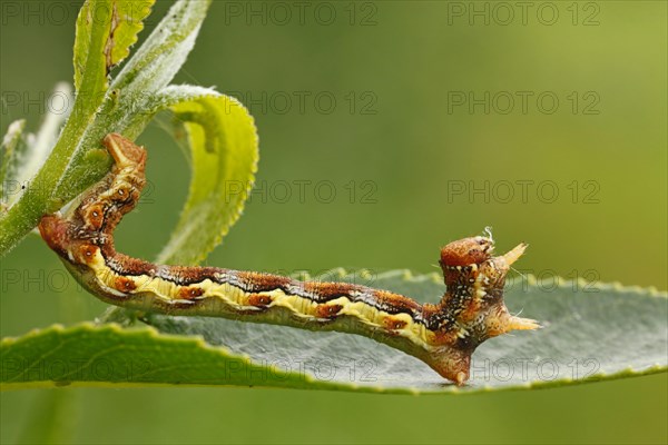 Caterpillar of the Mottled Umber (Erannis defoliaria)