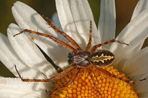 Oak Spider (Aculepeira ceropegia)