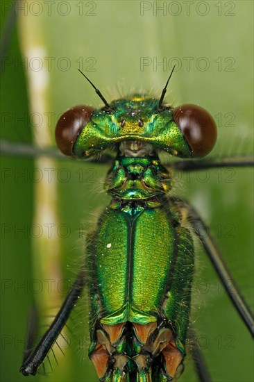 Banded Demoiselle (Calopteryx splendens)