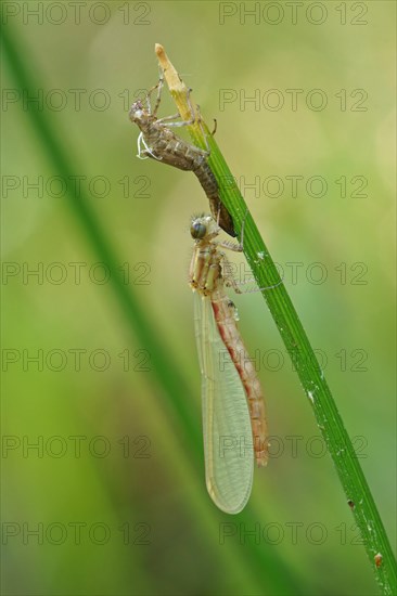 Large red damselfly (Pyrrhosoma nymphula) shortly after hatching