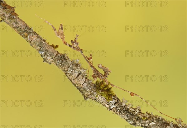 Ornate mantis (Gongylus gongylodes)