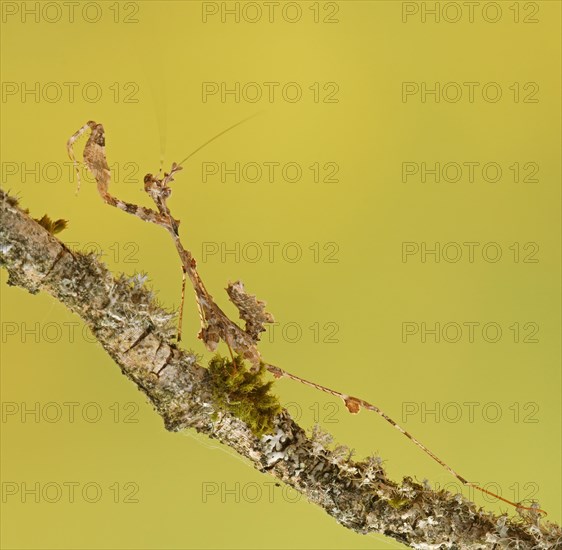 Ornate mantis (Gongylus gongylodes)