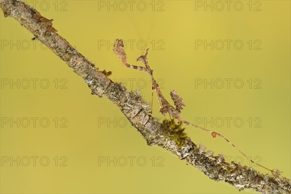 Ornate mantis (Gongylus gongylodes)
