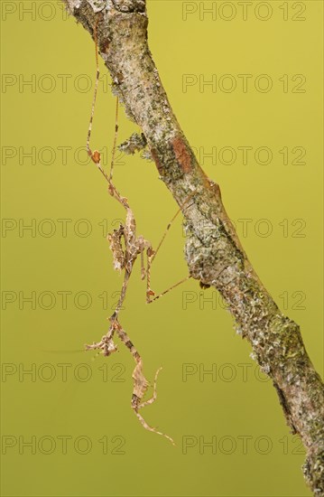 Ornate mantis (Gongylus gongylodes)