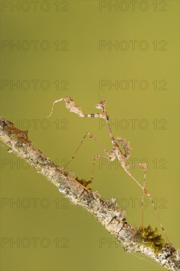 Ornate mantis (Gongylus gongylodes)