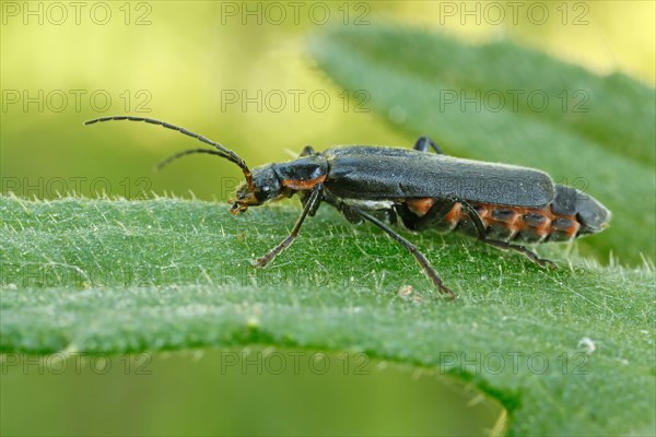 Rustic sailor beetle (Cantharis rustica)