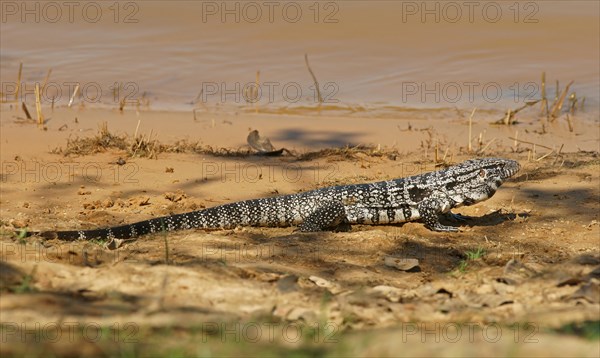 Argentine black and white tegu (Salvator merianae