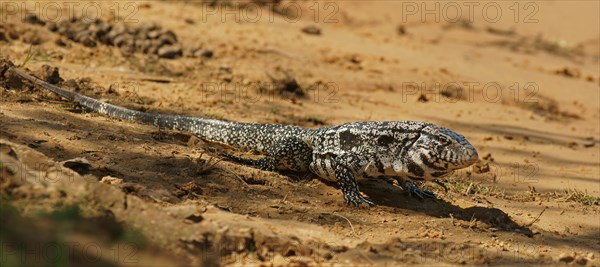 Argentine black and white tegu (Salvator merianae