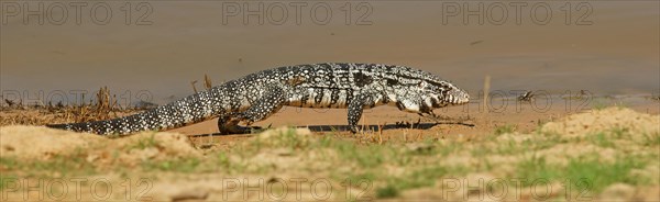 Argentine black and white tegu (Salvator merianae