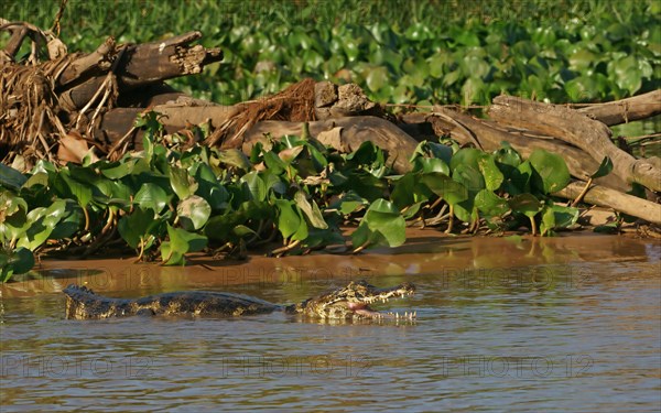 Yacare caiman (Caiman Yacare