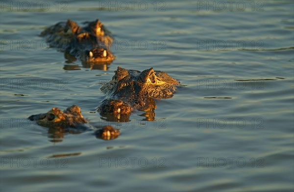 Yacare caimans (Caiman Yacare
