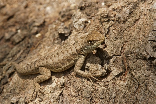 Amazon lava lizard (Tropidurus torquatus)