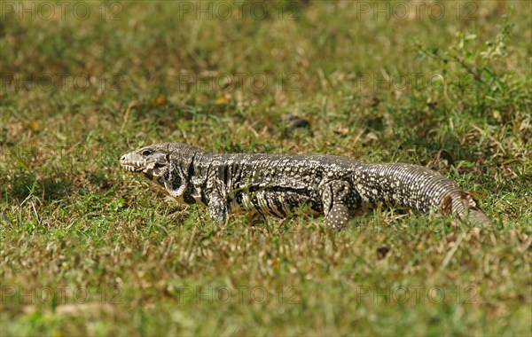 Argentine black and white tegu (Salvator merianae