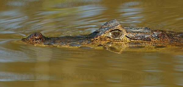 Yacare caiman (Caiman Yacare