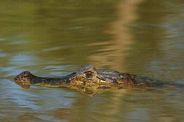 Yacare caiman (Caiman Yacare