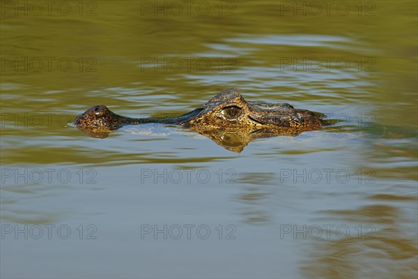 Yacare caiman (Caiman Yacare