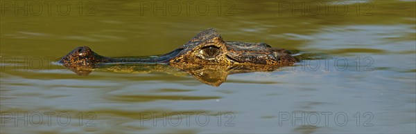 Yacare caiman (Caiman Yacare