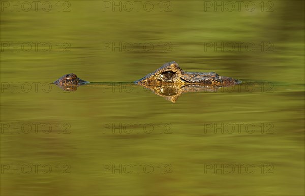 Yacare caiman (Caiman Yacare