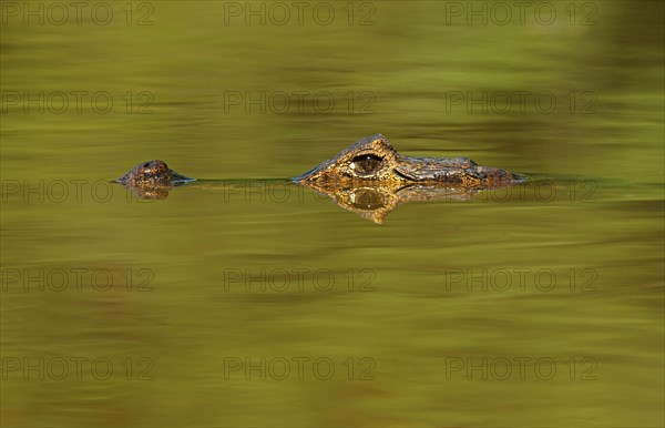 Yacare caiman (Caiman Yacare