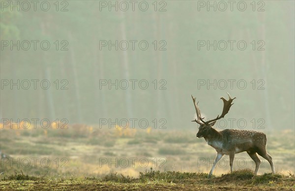 Fallow deer (Dama dama)
