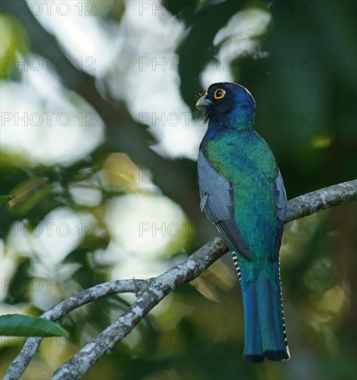 Blue-Crowned Trogon (Trogon curucui)