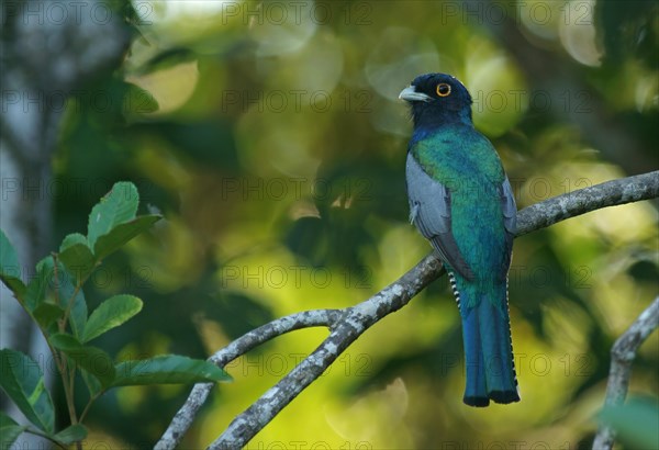 Blue-Crowned Trogon (Trogon curucui)