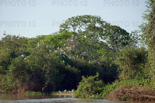 Forest storks (Mycteria americana)