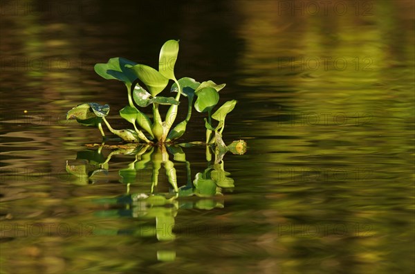 Water hyacinth (Eichhornia crassipes)