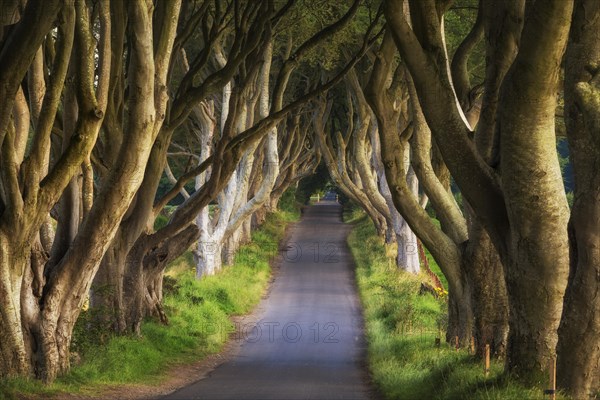 Beech tree avenue