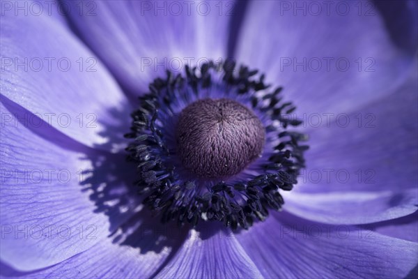 Poppy anemone (Anemone coronaria)