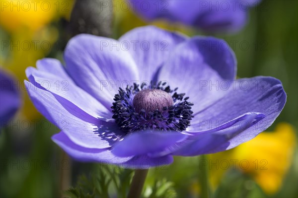 Poppy anemone (Anemone coronaria)