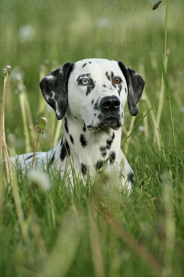 Dalmatian with one blue eye