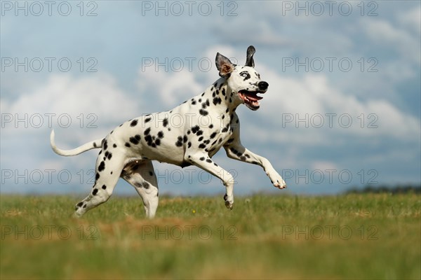 Dalmatian with one blue eye running through a meadow