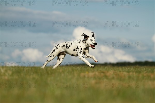 Dalmatian with one blue eye running through a meadow