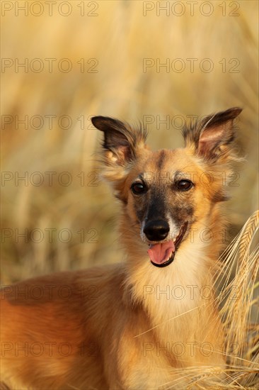 Longhaired Whippet