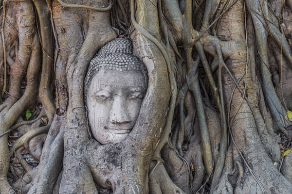 Buddha statue head ingrown in strangler fig roots (Ficus religiosa)