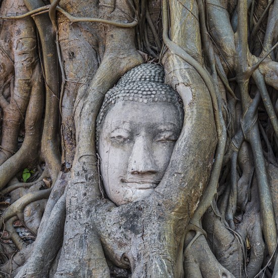 Buddha statue head ingrown in strangler fig roots (Ficus religiosa)