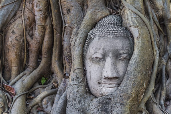 Buddha statue head ingrown in strangler fig roots (Ficus religiosa)