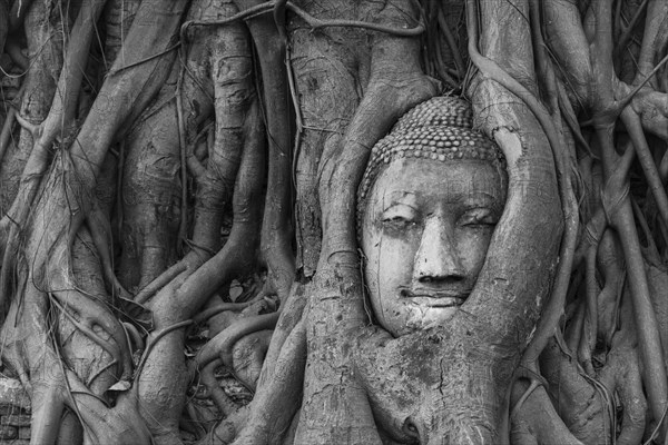 Buddha statue head ingrown in strangler fig roots (Ficus religiosa)