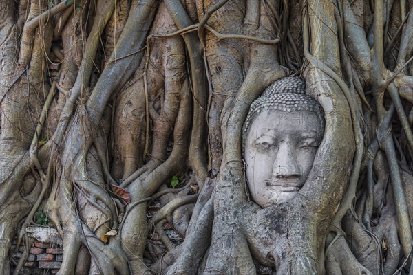 Buddha statue head ingrown in strangler fig roots (Ficus religiosa)