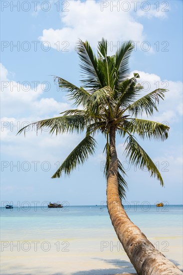 Palm tree