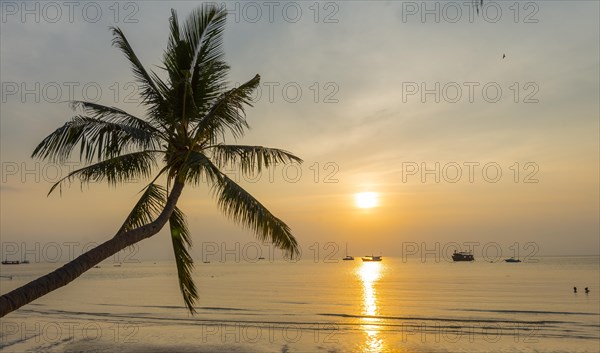 Palm tree at sunset on the beach of Koh Tao