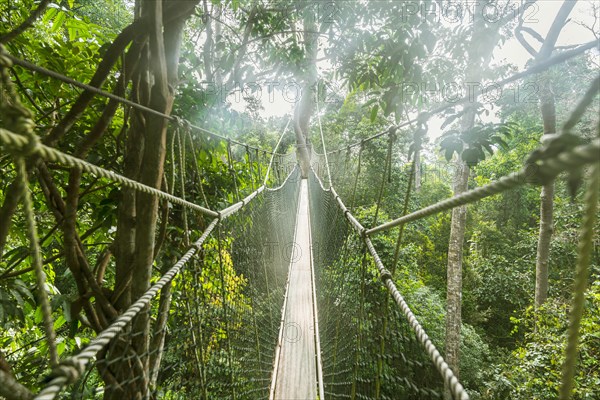 Suspension bridge in jungle